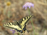 SX27263 Swallowtail (Papilio machaon) butterfly.jpg